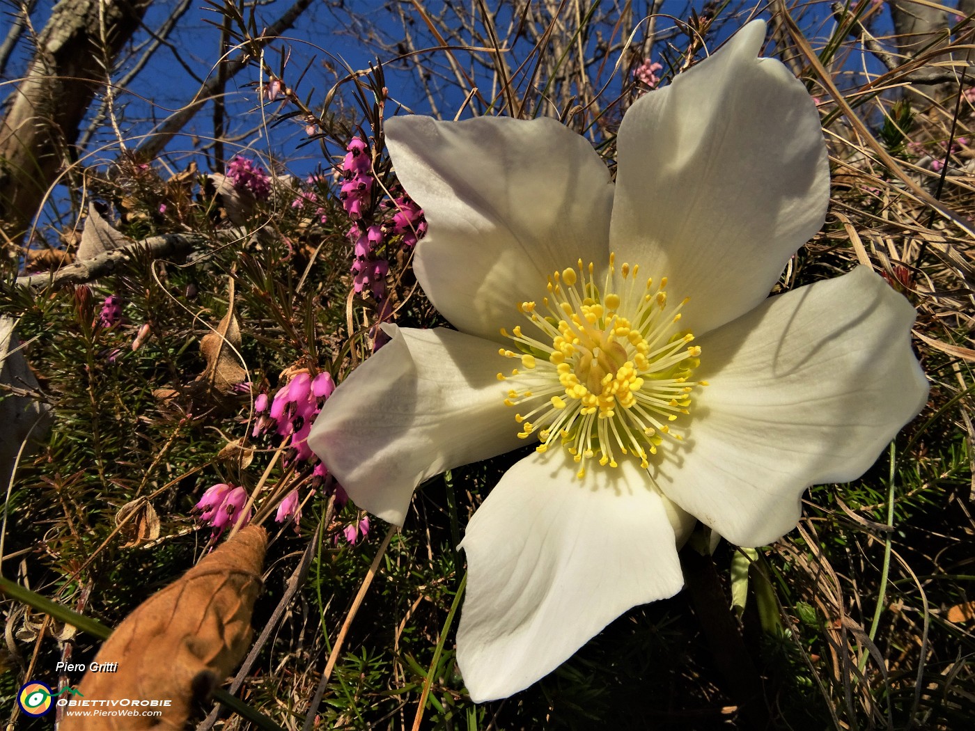 35 Bianco elleboro con rossa erica...in fiore.JPG